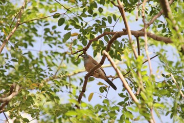 un oiseau sous l'arbre 
