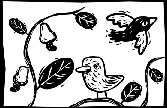 Birds and cashews. Illustrations in the typical woodcut style of cordel literature.