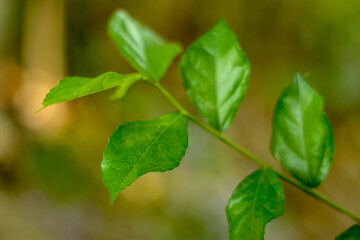 Golden Dewdrop or Duranta erecta deep green raw leaves