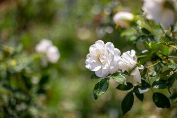 Photo of rose in park. Blurred background.