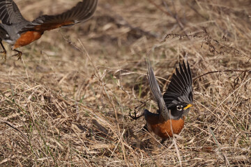 Two Robins fighting over territory and mates in spring