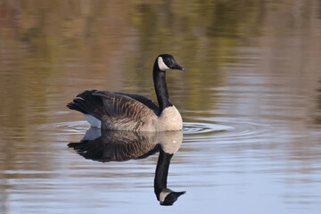 Canada Geese in spring showing courtship rituals and territorial behaviour on marsh