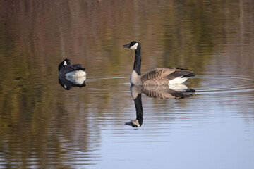 Canada Geese in spring showing courtship rituals and territorial behaviour on marsh