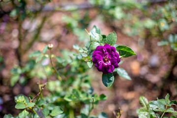 Obraz na płótnie Canvas Photo of rose in park. Blurred background.