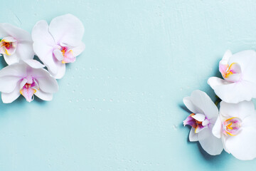 Blue background with white tropical orchids