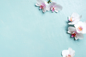 Blue background with white orchids