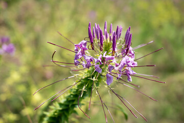 Close up flower in the garden