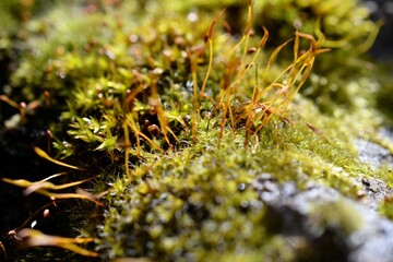 close up shot of a moss