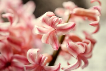 hyacinth flower close up shot