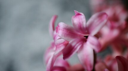 hyacinth flower close up shot
