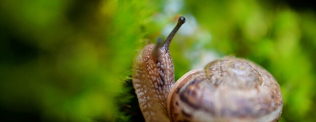 small snail ion a moss spring day in garden