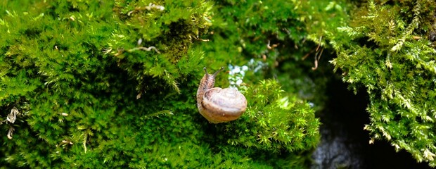 small snail ion a moss spring day in garden