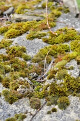 close up shot of a moss