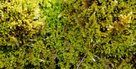 close up shot of a moss