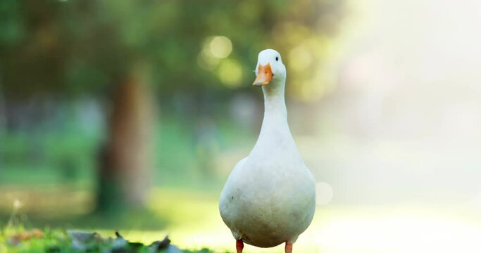Animation of national bird day text with goose on blurred background