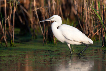 The Little White Heron is fishing.