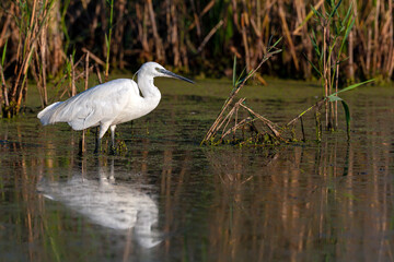 The Little White Heron is fishing.