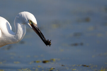 The Little White Heron is fishing.