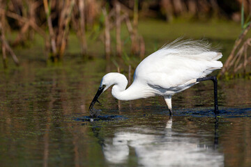 The Little White Heron is fishing.