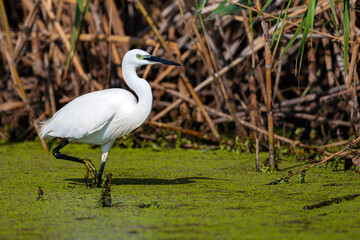 The Little White Heron is fishing.