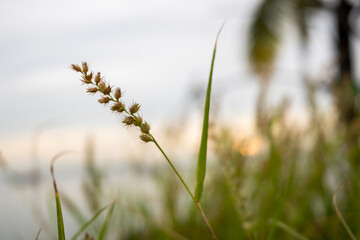 Closeup of grass in the forest