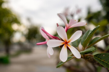 Close up of frangipani flowers