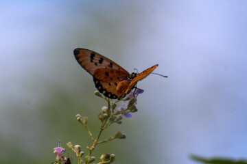 An orange butterfly perched on some lavender flowers