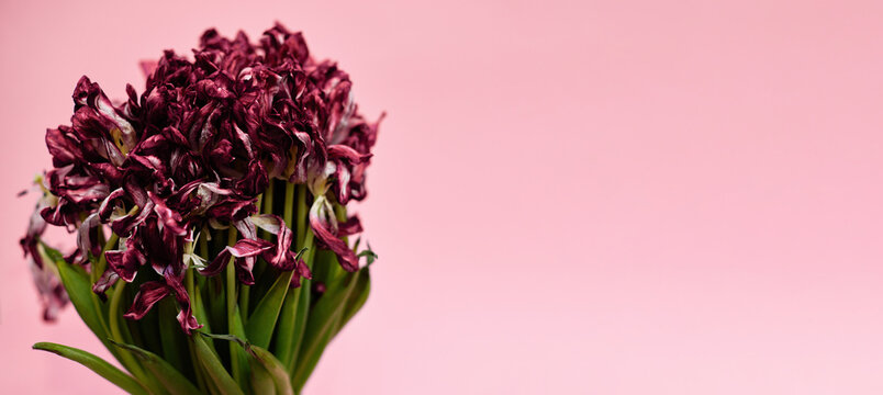 bouquet of dying tulips on pink background