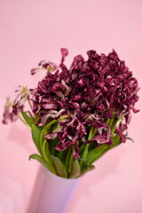 bouquet of dying tulips on pink background