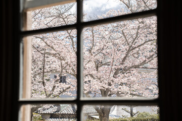 窓から見る　桜　