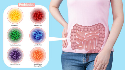 Probiotics health benefits. Gut of woman with good bacteria set lactobacillus, lactococcus,...