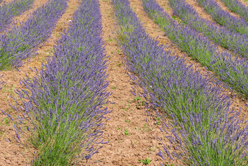 Field and furrows of Lavender, Lavandula angustifolia, Lavandula officinalis in sunny summer day,...