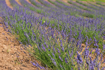 Fototapeta na wymiar Field and furrows of Lavender, Lavandula angustifolia, Lavandula officinalis in sunny summer day, Osenieki, Latvia.