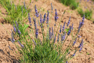 Field and furrows of Lavender, Lavandula angustifolia, Lavandula officinalis in sunny summer day,...