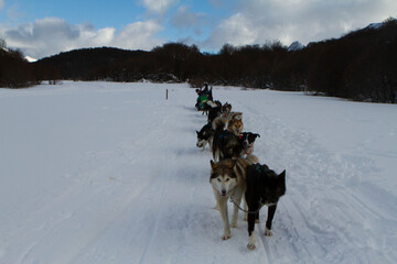 Dog sled in Ushuaia, Tierra del Fuego, Argentina