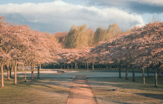 Kwitnące drzewa wiśni japońskiej w parku w Amsterdamie. Wiosenny słoneczny poranek w parku, ścieżka, drzewa, cisza i spokój.