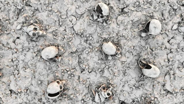 Human skulls scattered on the field of a past battle. War crimes, massacre on humanity. The concept of war and apocalypse.