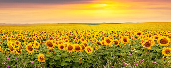 Field with yellow sunflowers and picturesque cloudy sky over the field at sunset, panorama