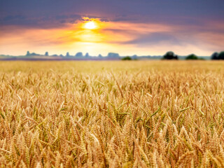 Wheat field with ripe spikelets at sunset