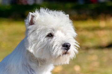 Dog breed west highland white terrier on a blurred background. Portrait of a dog