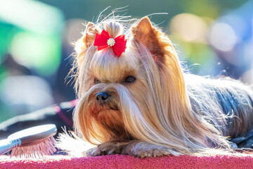 Shaggy dog breed Yorkshire Terrier close up with a bow on his head