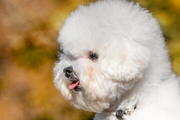 Small white fluffy dog breed Bichon Frize in the mistress in his arms