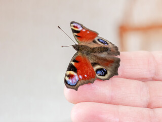 Peacock eye butterfly sits on a man's hand