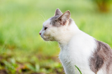 White spotted cat in the garden on a blurred background. Portrait of a cat in profile