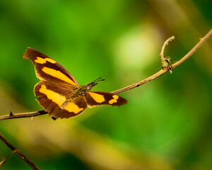 butterfly on a twig