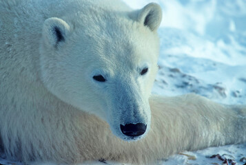 Obraz na płótnie Canvas Close up of polar bear head