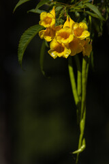 Yellow trumpet flower. Tecoma stans. Spring flowers background. Selective Focus on Blurred Background.