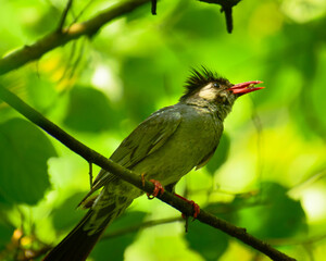 bird on a branch
