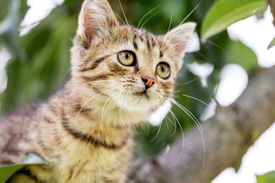 Small curious kitten on a background of tree leaves looking up