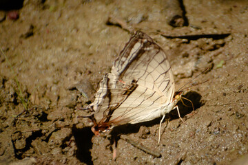 butterfly on the ground